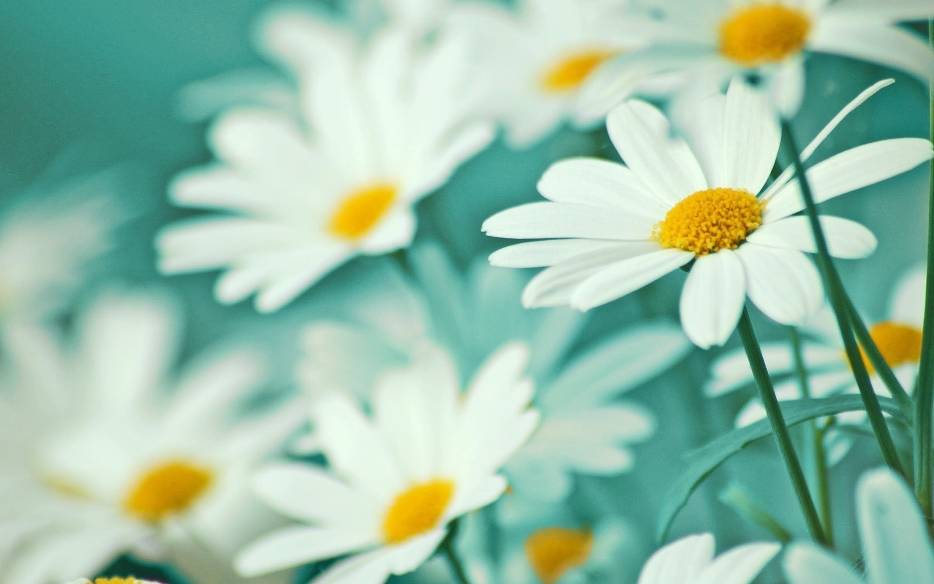 tender petals chamomile flower white lightne