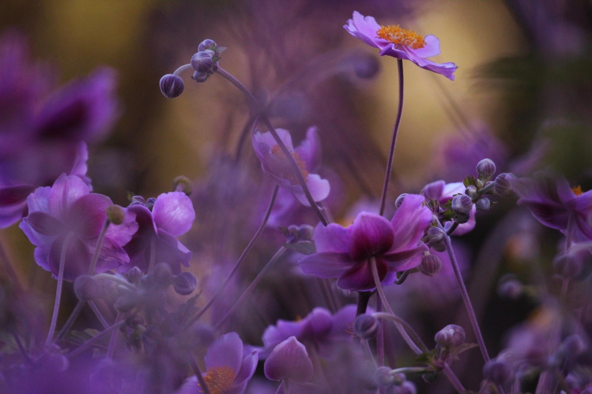 macro bokeh lilla fiori natura