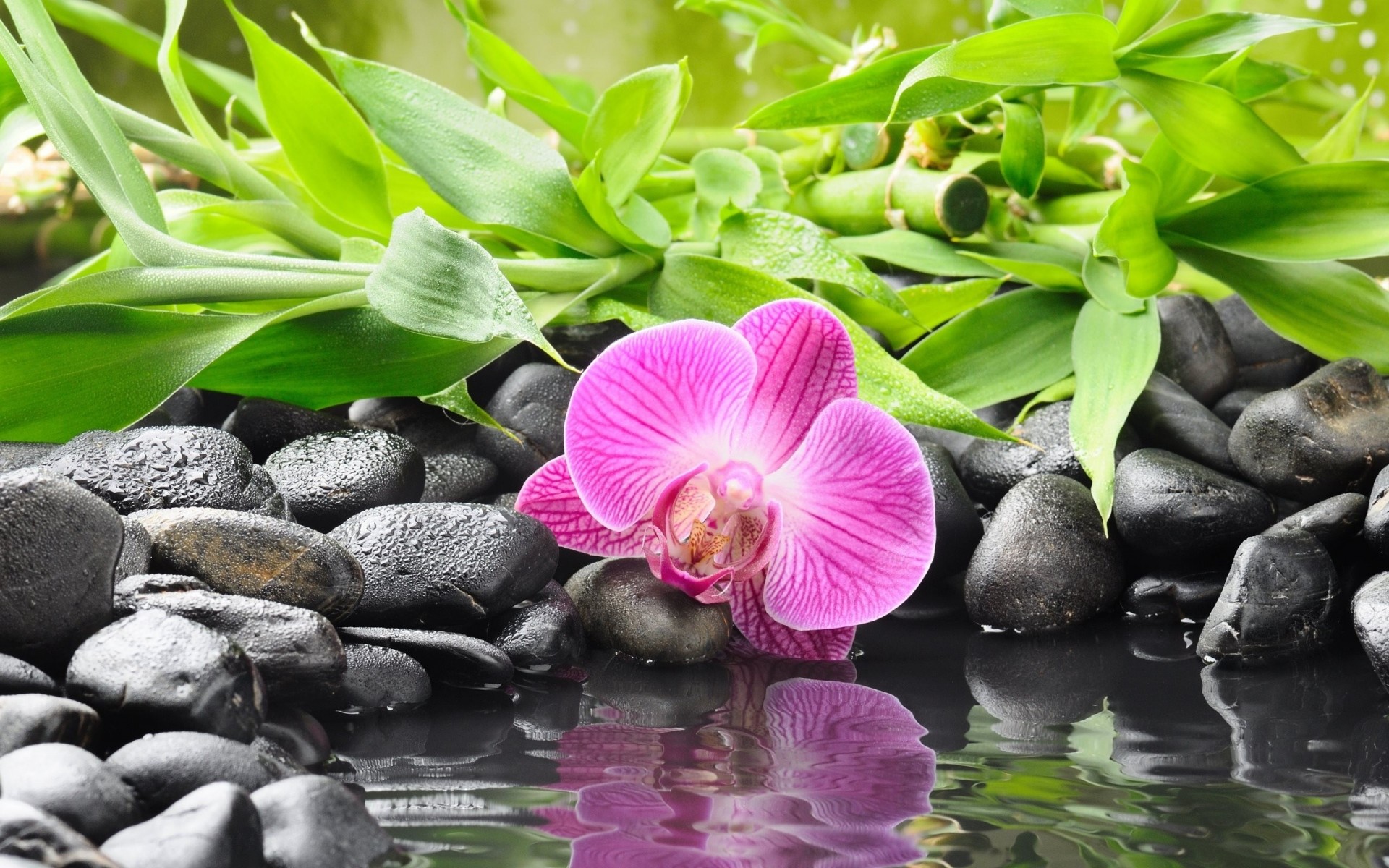 piedras orquídea flor negro agua bambú