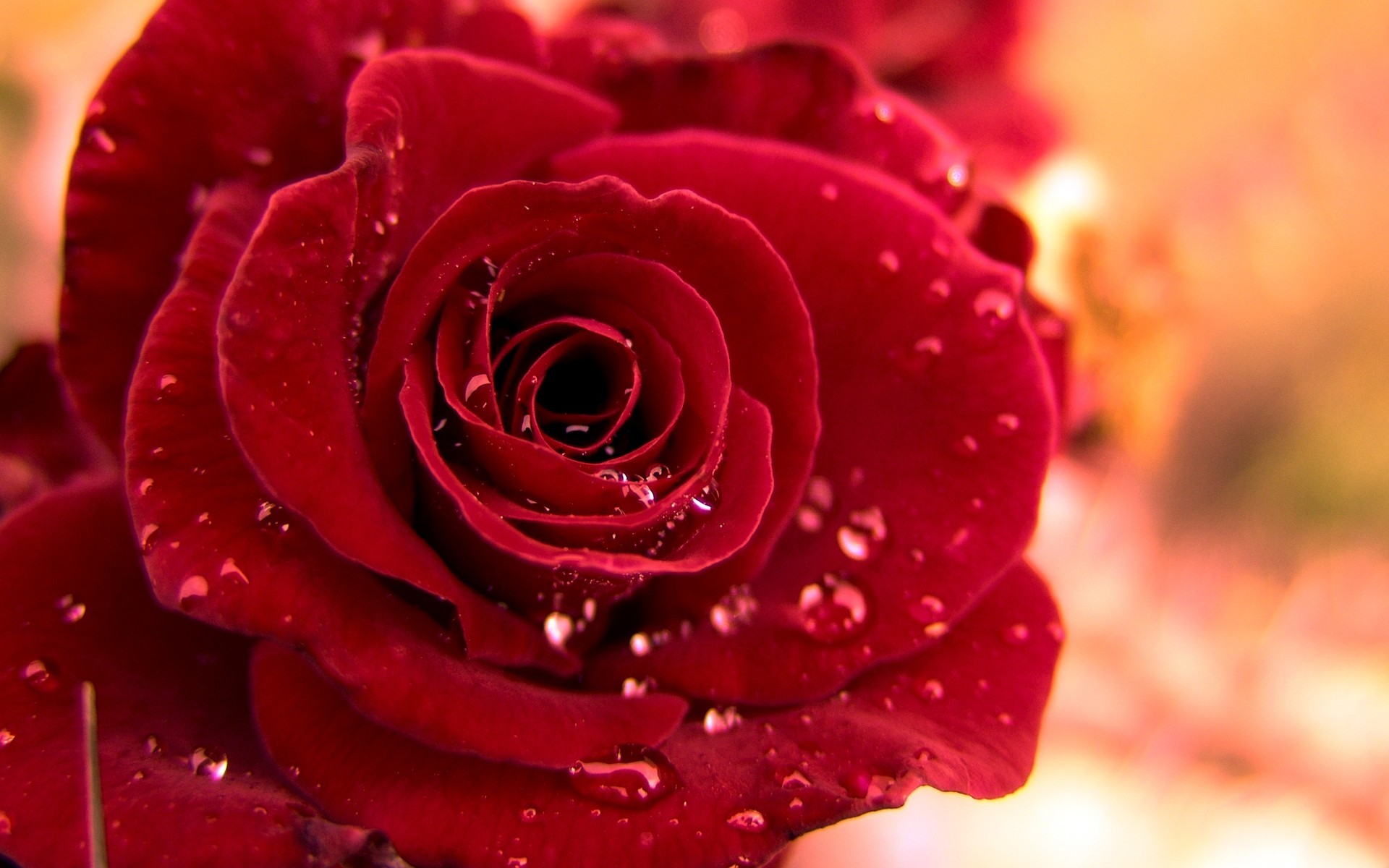 close up water droplets roses nature