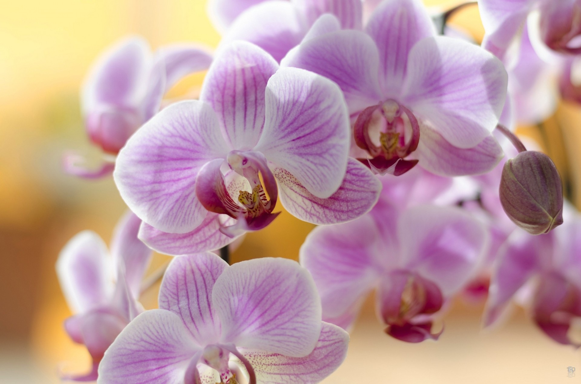 pink plant orchid petals flower