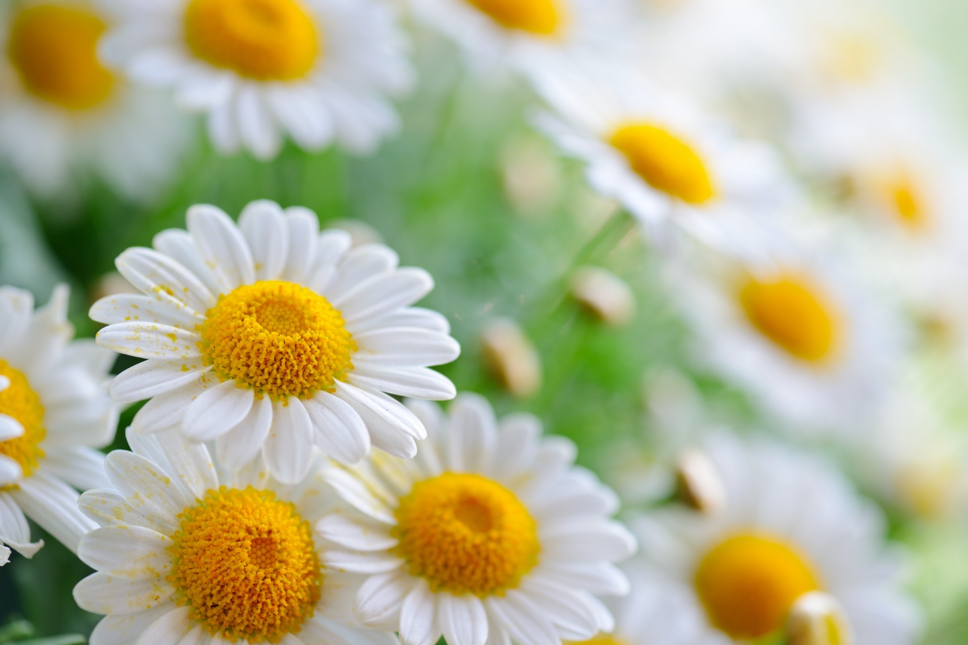 bokeh chamomile pollen petal