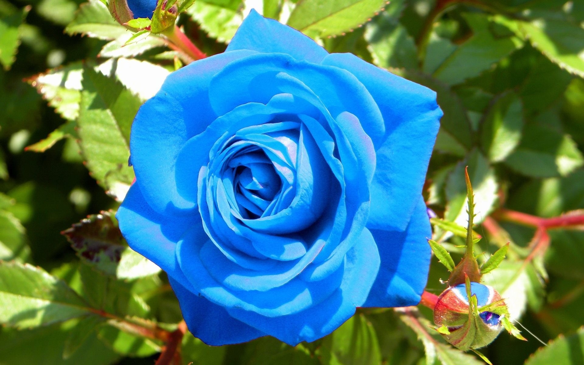 bush blue rose flower bud