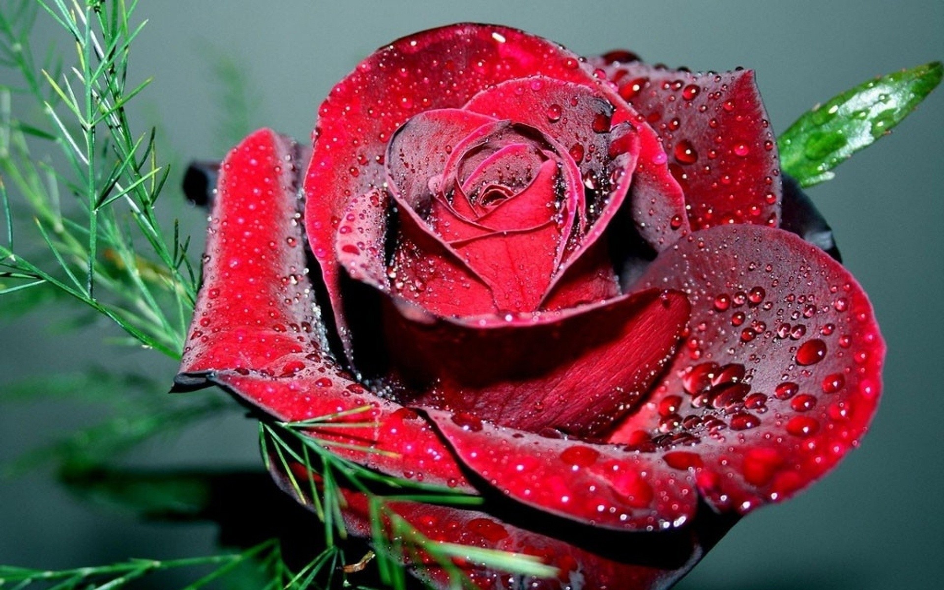 beautiful super rose