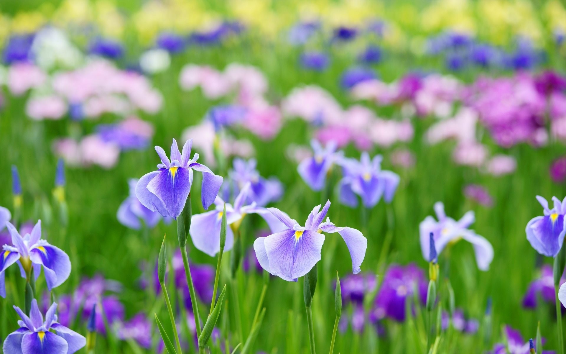 iris été fleurs iris été