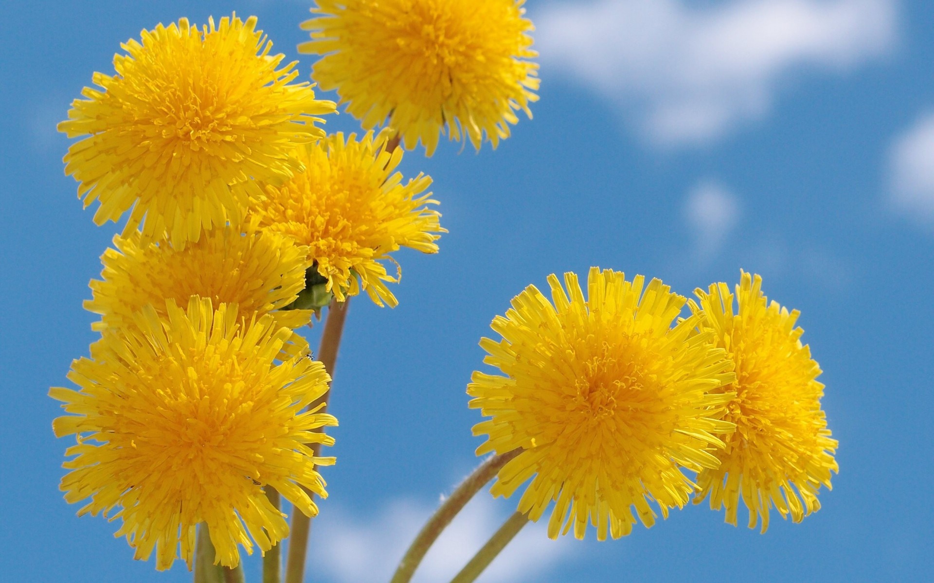 ky dandelions yellow