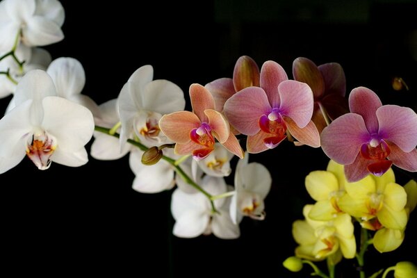 Ich gebe meiner Mutter einen Blumenstrauß von Blumen für den Urlaub, ich gebe es meiner Mutter schön