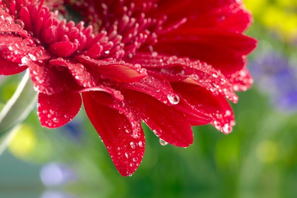 Gerbera flower in dew drops