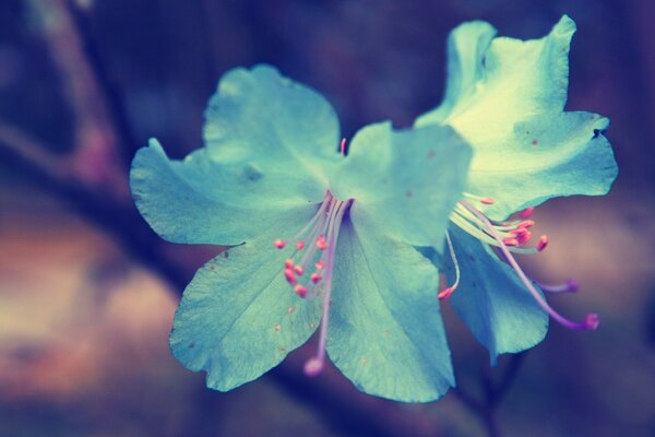 Blue flower macro shooting