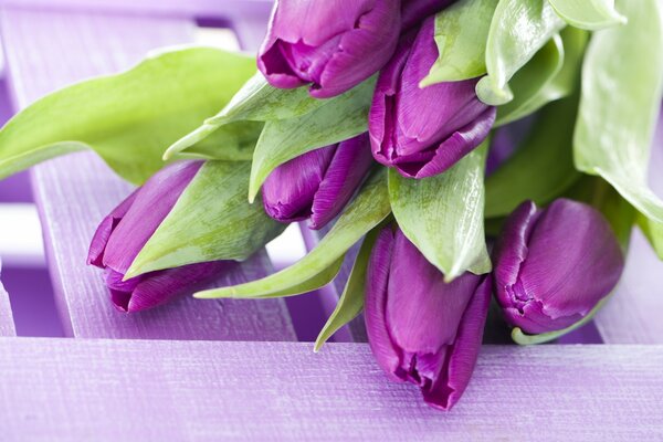 A bouquet of purple tulips on the table