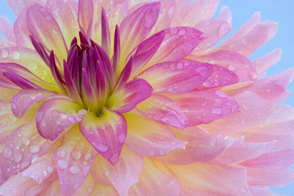 Rugiada su un bellissimo fiore rosa