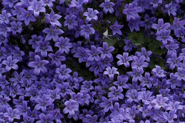 Background of purple bells