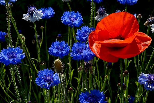 Roter Mohn und blaue Kornblumen