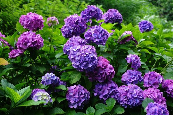 A lush bush of purple hydrangeas