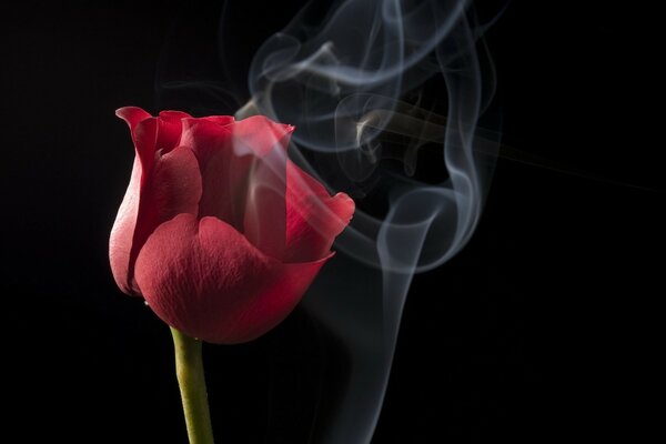 Red tulip flower in smoke