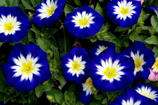 Flowers are blue with a white bouquet