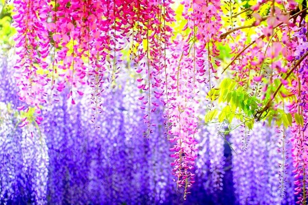 Luxurious flowering of Chinese wisteria