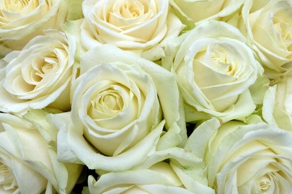 Beautiful bouquet of white roses