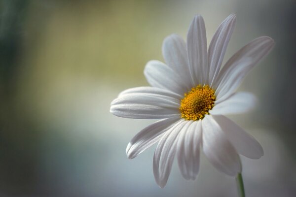 Marguerite solitaire blanche