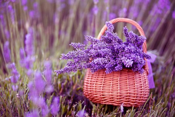 Korb mit Lavendel auf einem Hintergrund von Blumen