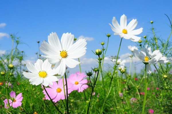 A field with white and pink flowers