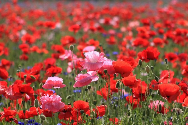 Campo de verano de amapolas rojas