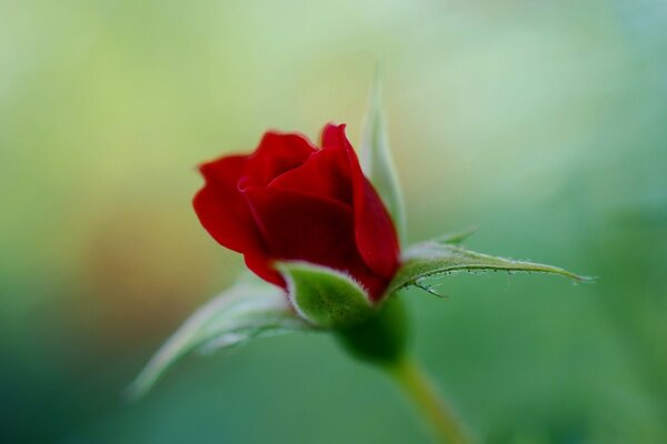 Eine blühende Rose. Makroaufnahme