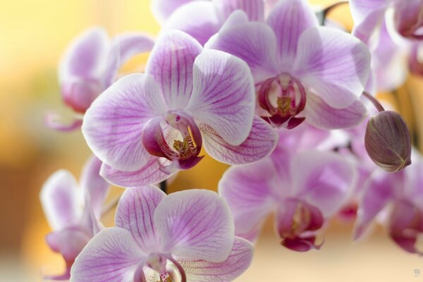 Pink orchids on a yellow background