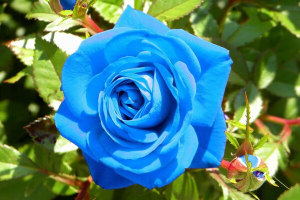 Hermosa rosa azul en un arbusto