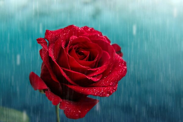 A red rose bud in the rain