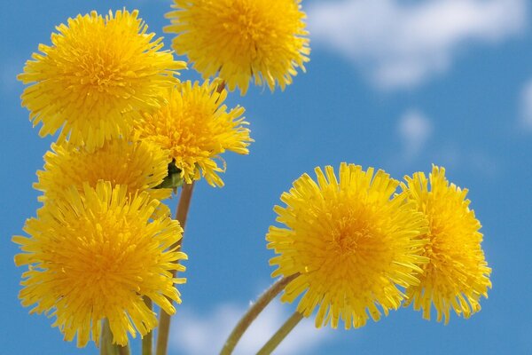 A few yellow dandelions in the sky