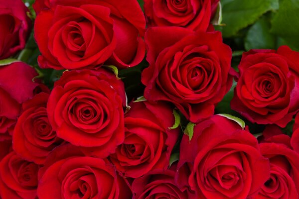 Juicy bouquet of red roses