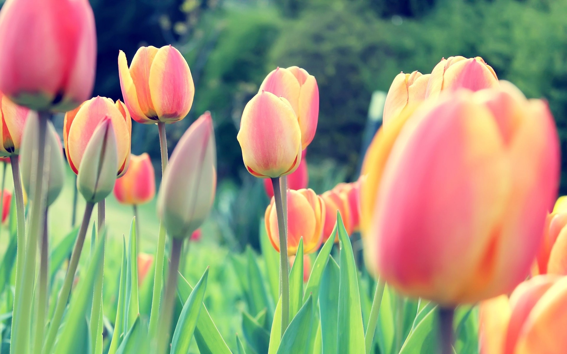 feld knospen tulpen