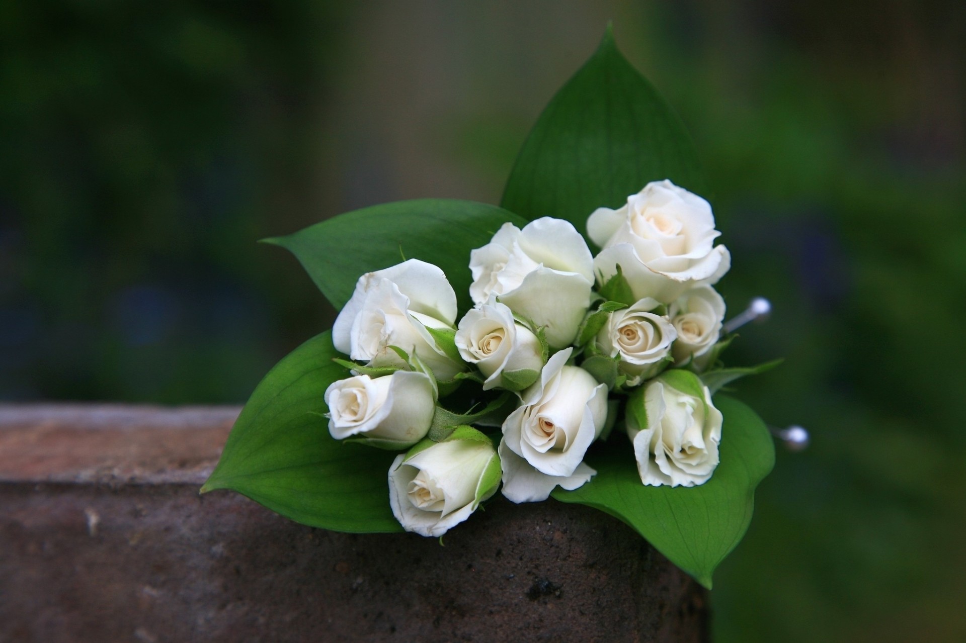 bouquet buds rose