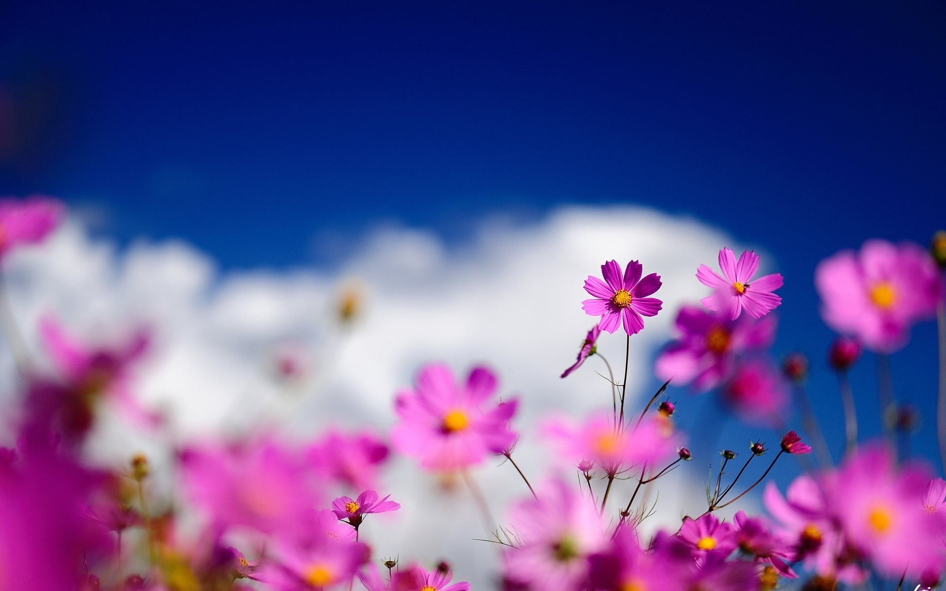 blur the field cosmos flower pink close up