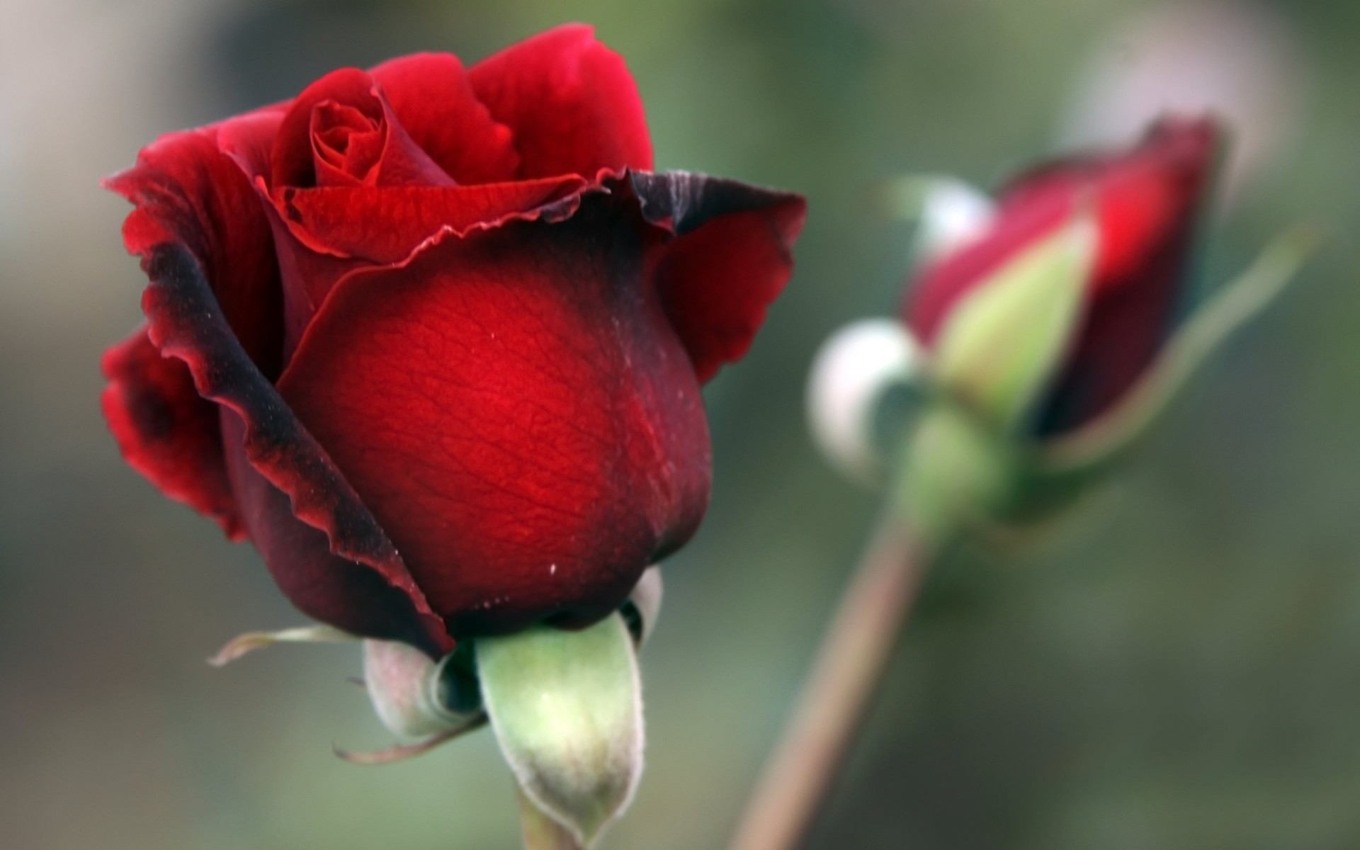 red rose flower bud