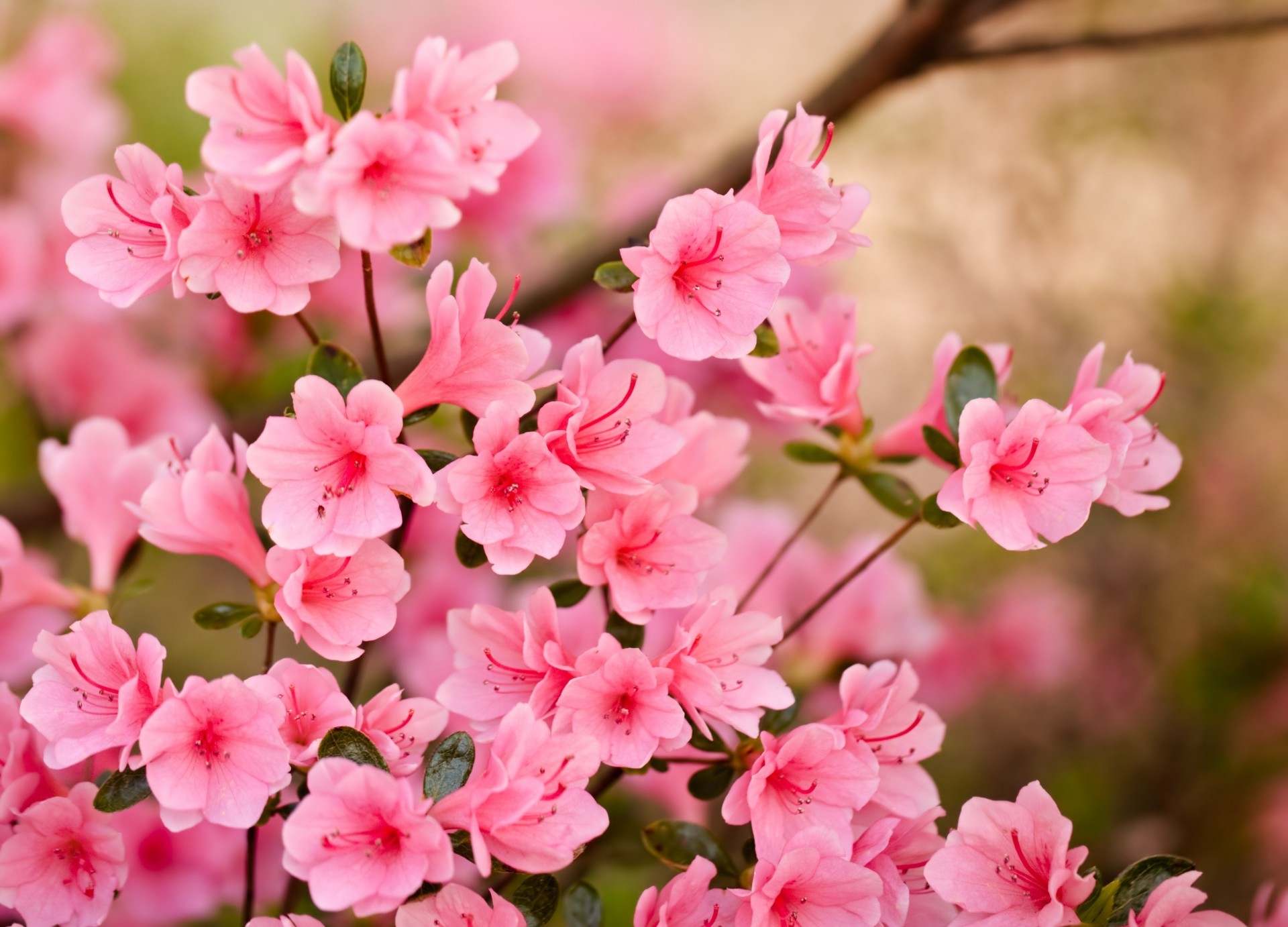 pink flower petals spring