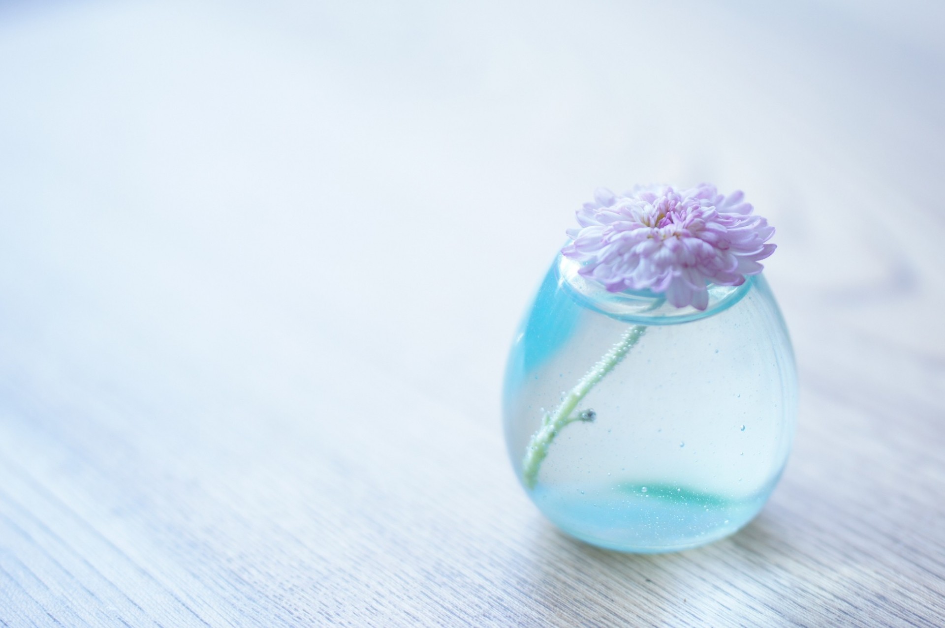 flower background vase water chrysanthemum transparent