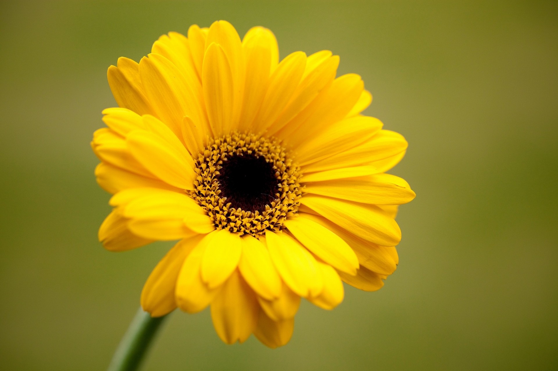 blume hintergrund gerbera gelb grün blütenblätter