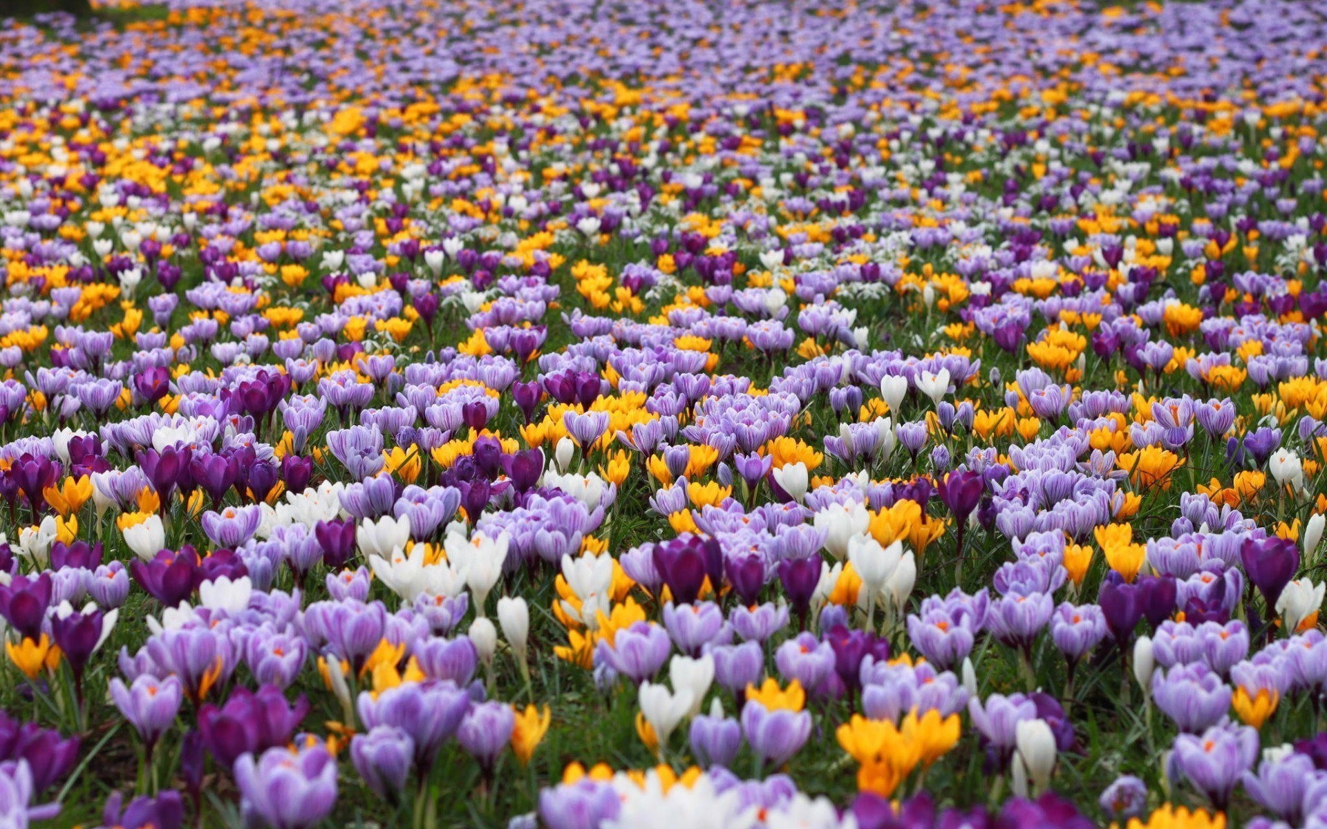 campo tulipanes verano flores naturaleza