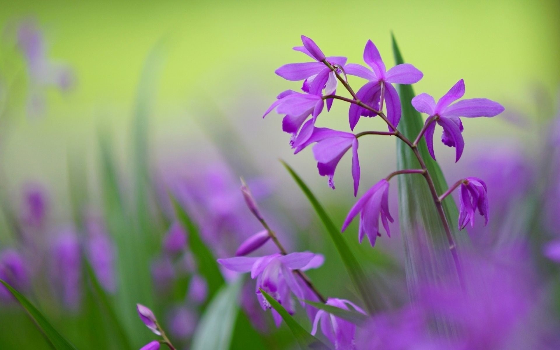 lilas pétales bletilla fleurs violet