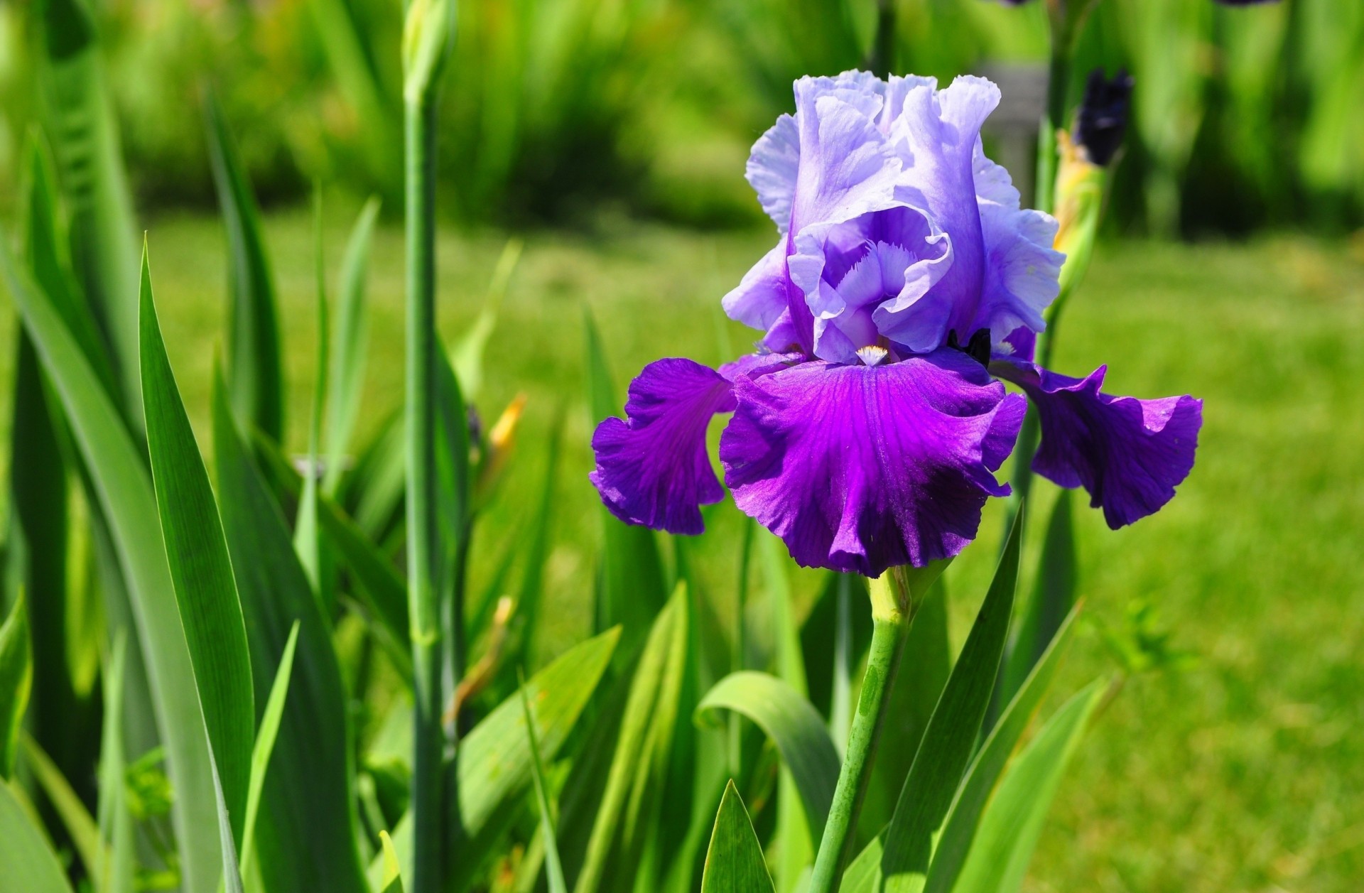 flor iris pétalos