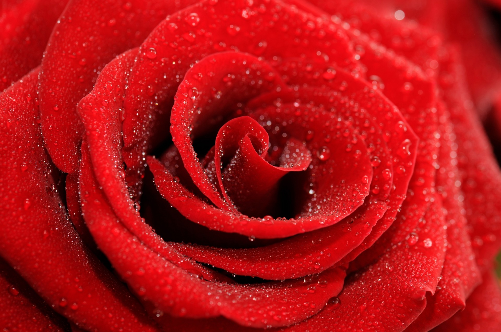 rose flower falls red close up petals bud