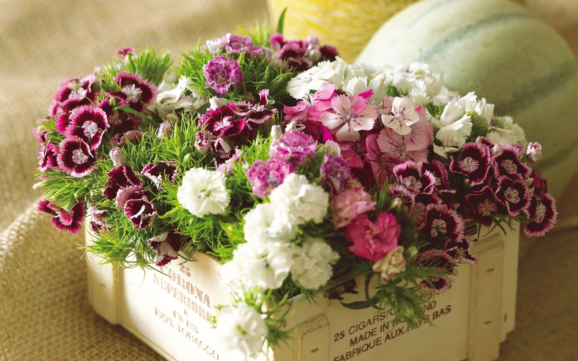 boîte fleurs citrouilles