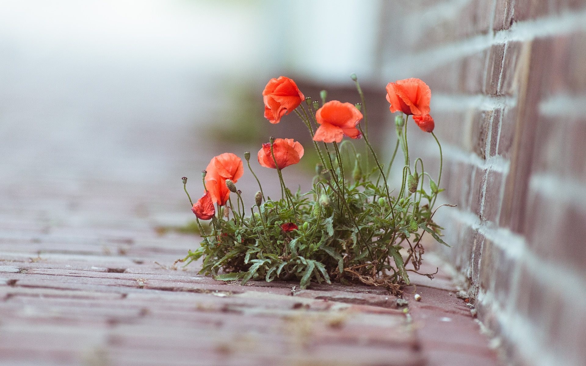 fleurs coquelicots plante