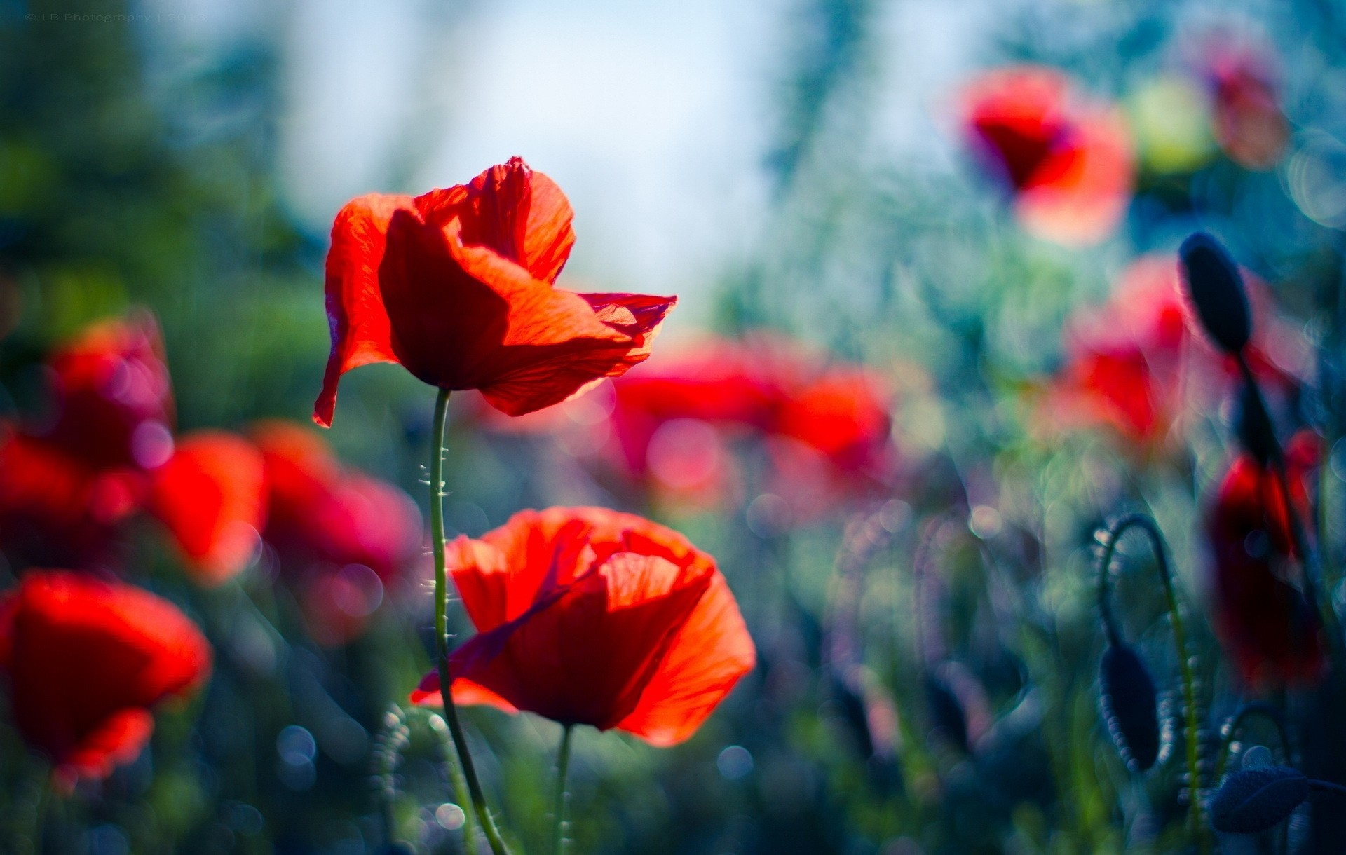 poppies reflections blur red