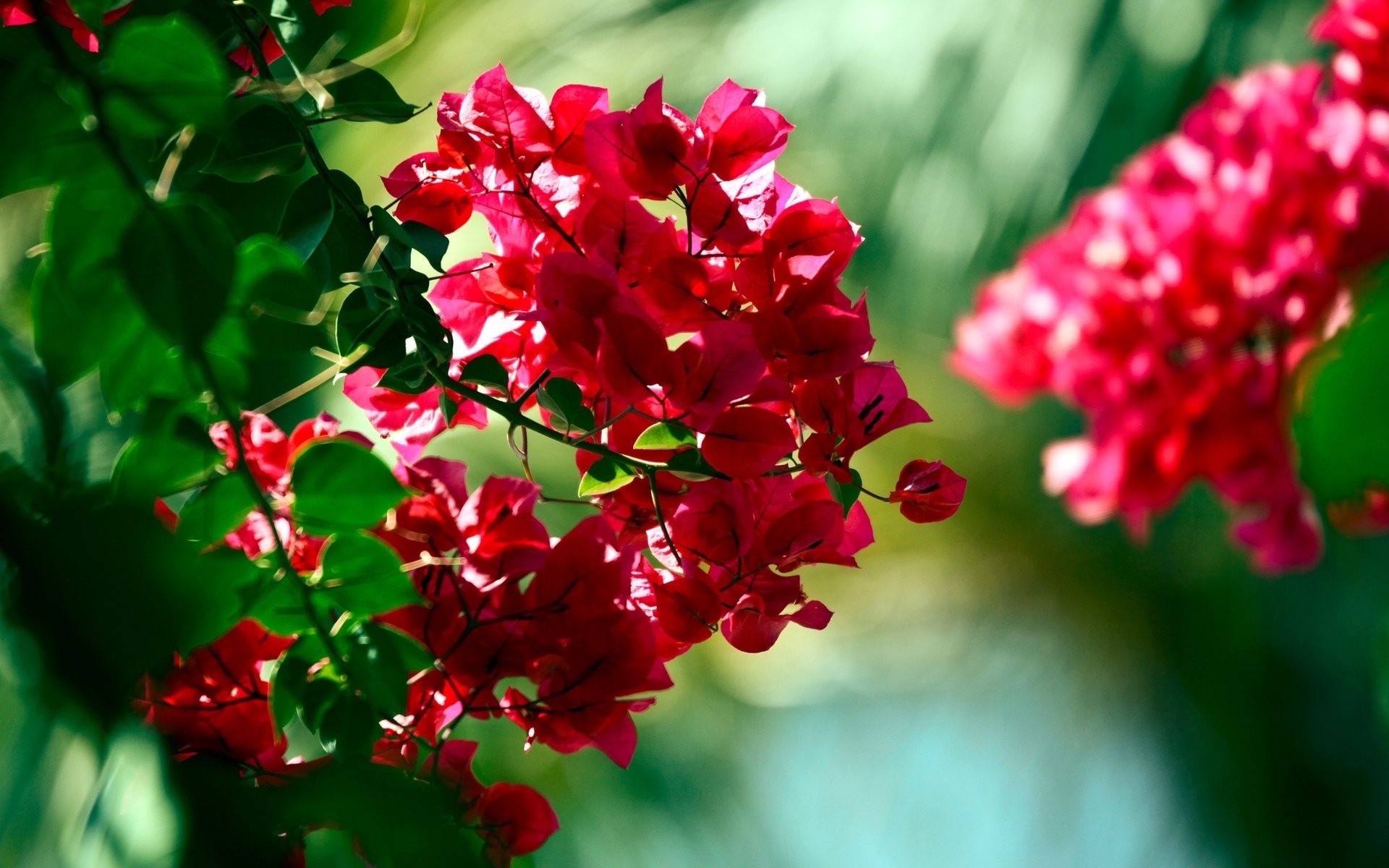 bush flower bougainville