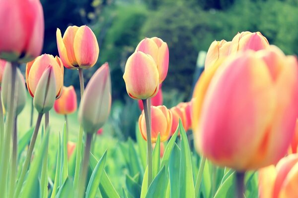 Champ d été de tulipes fermées