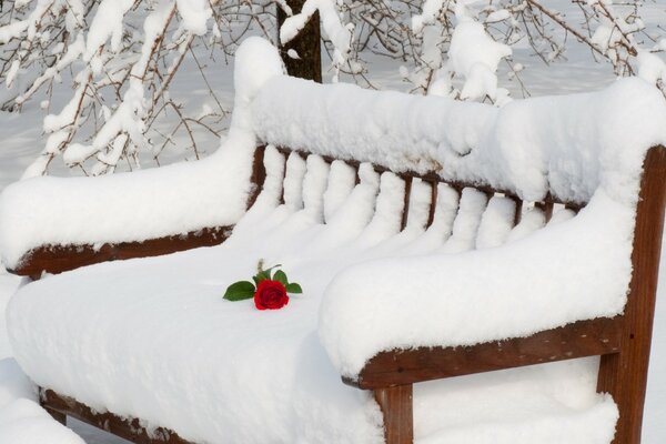 Inverno bella vista fiori sulla panchina