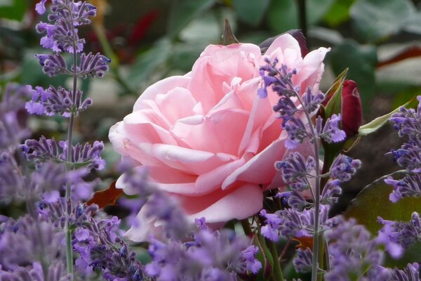 Blumenstrauß Rose und lila Blumenfeld